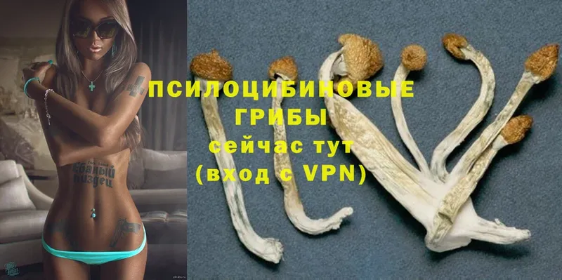 где купить   Сафоново  Псилоцибиновые грибы Psilocybine cubensis 